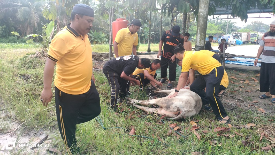 Polsek Minas Laksanakan Penyembelihan Hewan Qurban Iduladha 1447 H, Wujud Syukur dan Kepedulian Sosial kepada Masyarakat