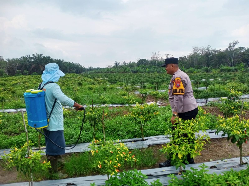 Bhabinkamtibmas Polsek Pasir Penyu Kompak Sambangi Desa Binaan Dukung Ketahanan Pangan
