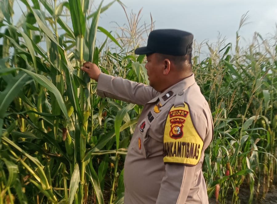 Polsek Minas Pantau Perkembangan Jagung Program Ketahanan Pangan Nasional, Tanaman Capai Usia 95 Hari