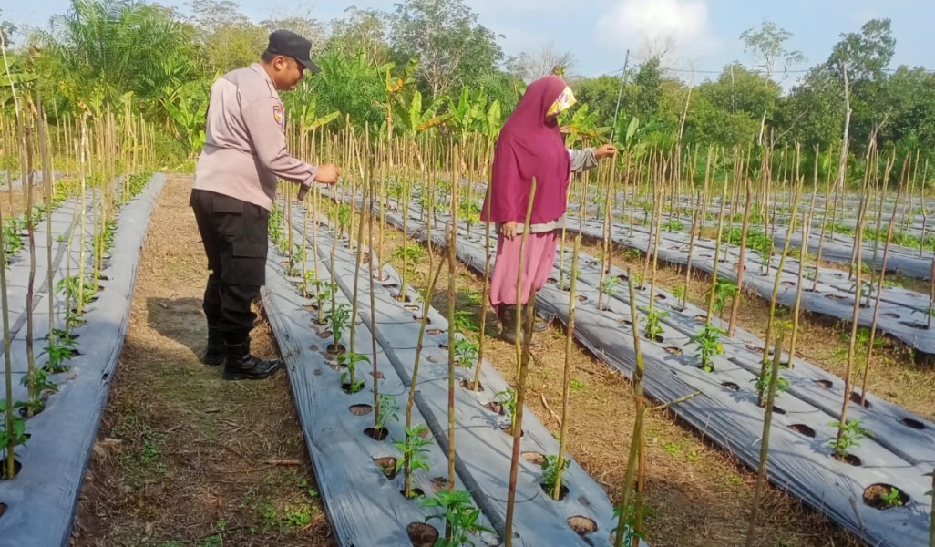 Dukung Ketahanan Pangan Nasional, Bhabinkamtibmas Desa Jatirejo Ajak Warga Optimalkan Lahan Pekarangan Untuk Budidaya Cabai