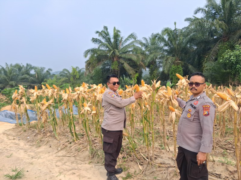 Usia 101 Hari, Tanaman Jagung Pipil di Kampung Rantau Bertuah Siap Dipanen
