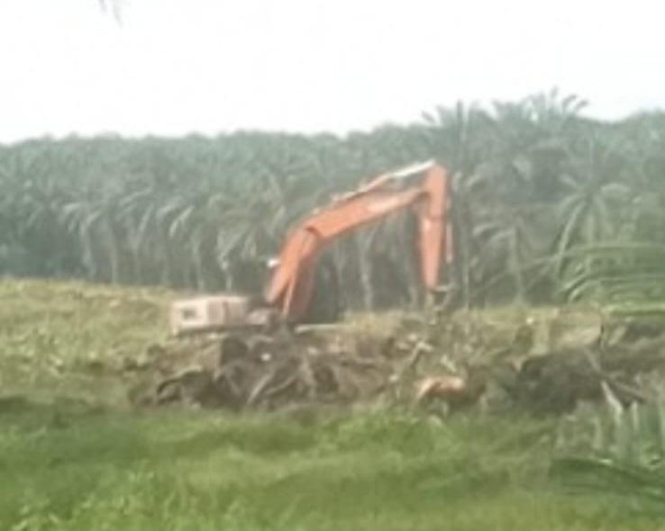 Aktivitas Alat Berat Diduga Lakukan Replanting Kebun Sawit di Kawasan HPT, Satgas PPH Polda Riau Diminta Bertindak Tegas