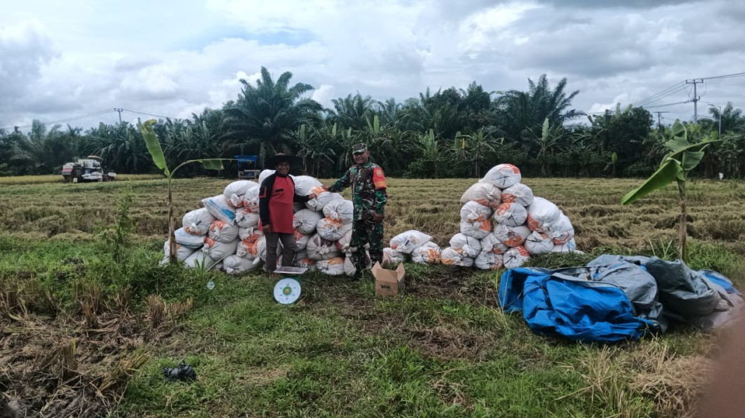 Serma Supriadi Kawal Panen Padi Logawa di Buantan Besar, Hasilkan 11,7 Ton untuk Ketahanan Pangan Siak