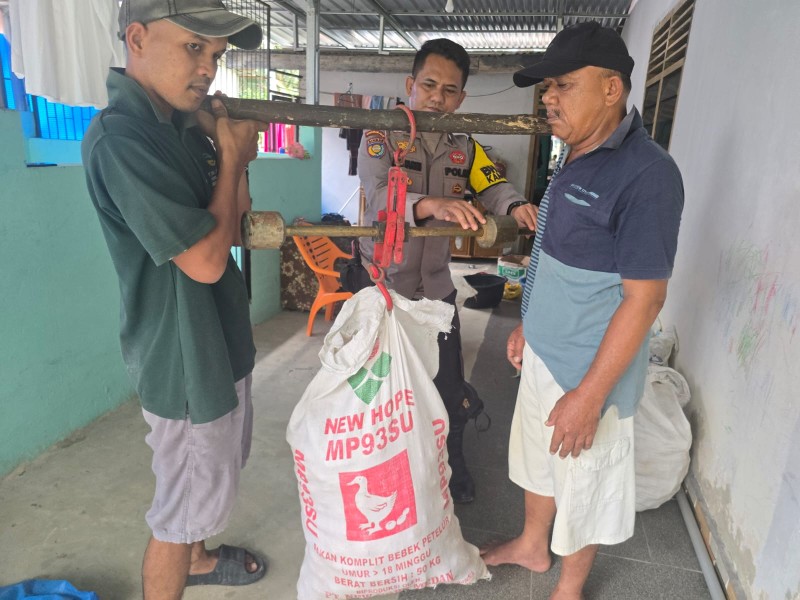 Panen Jagung Pipil di Minas Barat Capai 250 Kilogram, Wujud Nyata Polri Dukungan Ketahanan Pangan