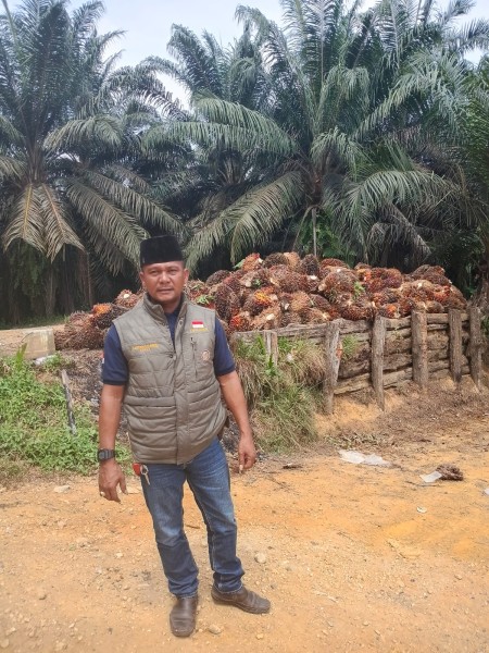 Aktivitas Panen di Lahan Eks PT SAL Inhu Masih Berlangsung Pascaterbitnya Surat Penghentian Sementara Agrinas