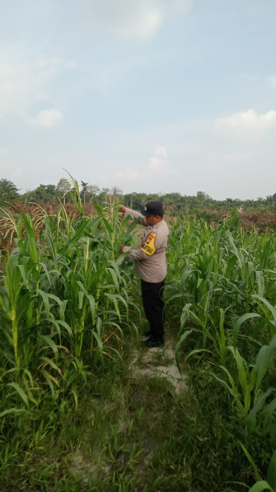 Usia 78 Hari, Jagung Pipil di Mandiangin Capai Tinggi 135 Cm, Terkendala Hama Monyet