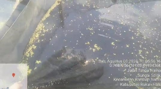 Ribuan Ikan Milik Warga Mati Diduga Akibat Limbah PT SKA