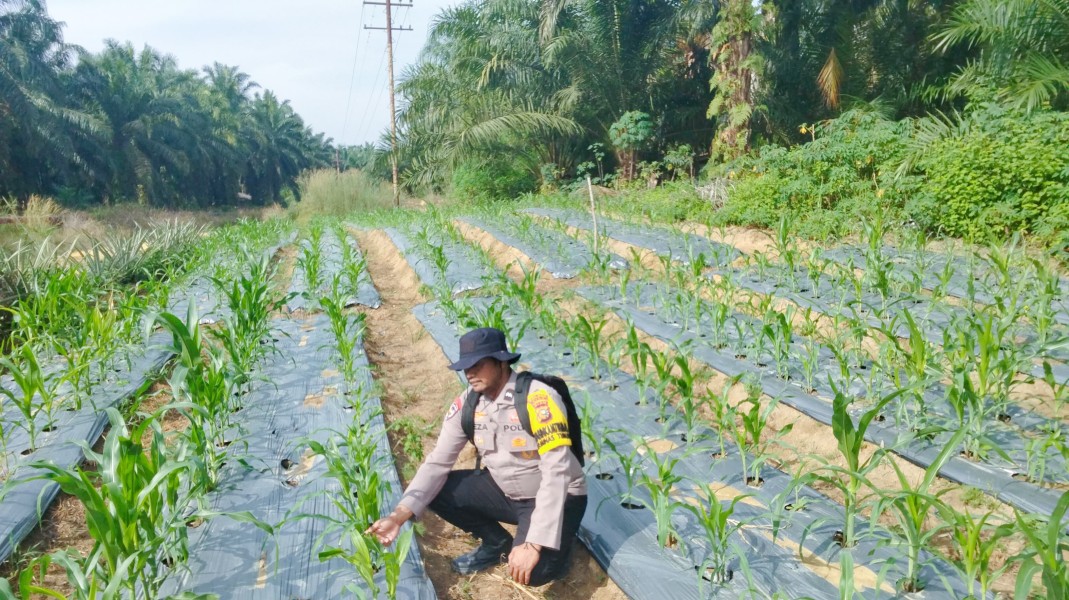 Program Ketahanan Pangan Jagung Pipil di Minas Timur Terus Dipantau, Tanaman Usia 35 Hari Tumbuh Baik