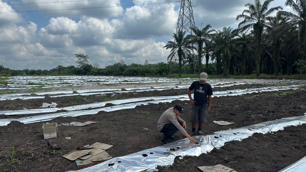 Polsek Koto Gasib Monitoring Lahan Jagung Poktan Mekar Sari untuk Dukung Ketahanan Pangan