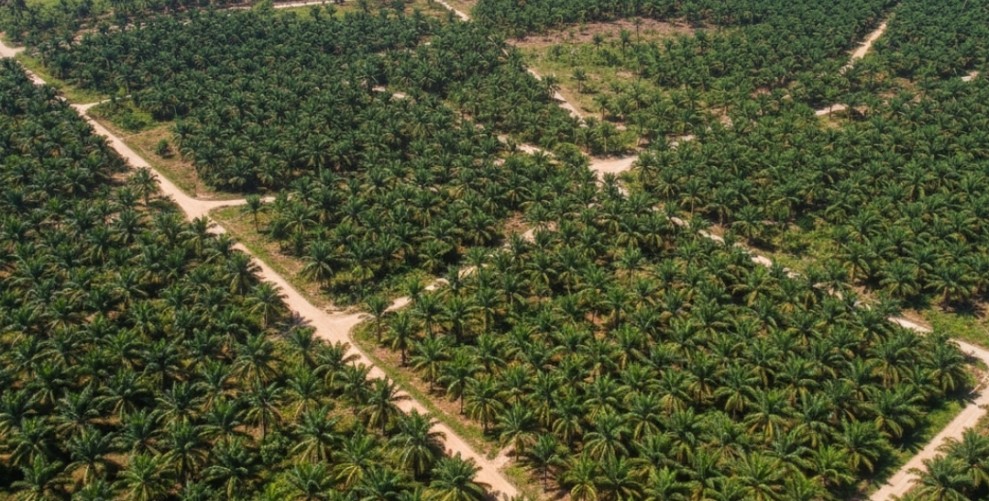Kebun Sawit di Kawasan Hutan Produksi Tetap, Yayasan Sulusulu Pelita Negeri Ajukan Gugatan di PN Pekanbaru