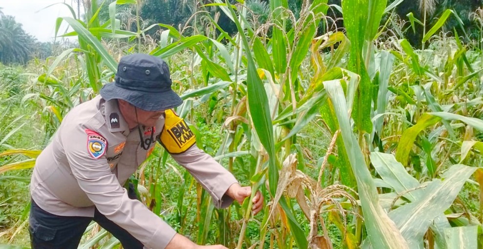 Usia 100 Hari, Tanaman Jagung Pipil di Minas Timur Tumbuh Baik, Polsek Minas Lakukan Pengecekan