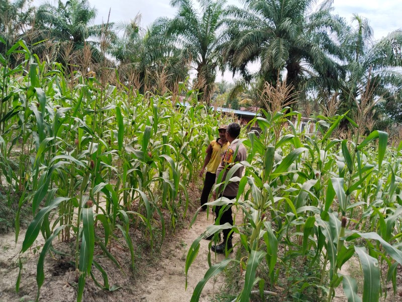 Dukung Ketahanan Pangan, Polsek Pasir Penyu Sambangi Petani Jagung di Sekar Mawar