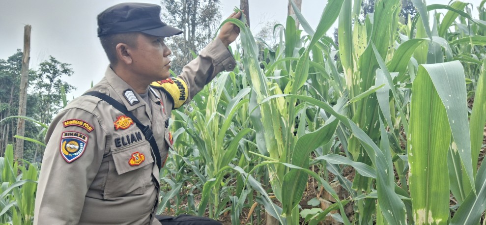 Polsek Minas Pantau Tanaman Jagung di Agro Wisata Telago, Usia 38 Hari Tumbuh Subur
